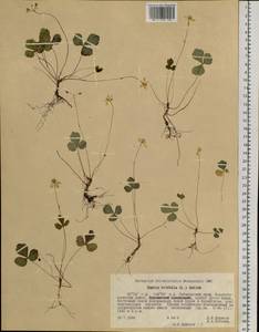 Coptis trifolia (L.) Salisb., Siberia, Russian Far East (S6) (Russia)