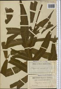 Phlebodium aureum (L.) J. Sm., America (AMER) (Not classified)