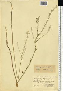 Neslia paniculata (L.) Desv., Eastern Europe, Moscow region (E4a) (Russia)