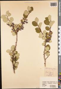 Cotoneaster suavis Pojark., Middle Asia, Northern & Central Tian Shan (M4) (Kyrgyzstan)