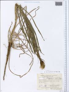 Tragopogon dubius Scop., Eastern Europe, South Ukrainian region (E12) (Ukraine)