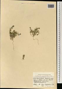 Salsola monoptera Bunge, Mongolia (MONG) (Mongolia)