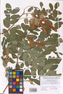 Robinia pseudoacacia L., Eastern Europe, Lower Volga region (E9) (Russia)