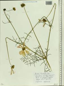 Cosmos bipinnatus Cav., Eastern Europe, Moscow region (E4a) (Russia)