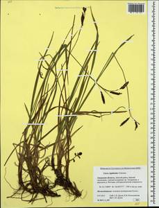 Carex rigidioides (Gorodkov) V.I.Krecz., Siberia, Russian Far East (S6) (Russia)