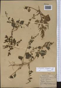 Oxybasis chenopodioides (L.) S. Fuentes, Uotila & Borsch, Middle Asia, Northern & Central Kazakhstan (M10) (Kazakhstan)