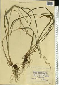 Lolium giganteum (L.) Darbysh., Eastern Europe, North Ukrainian region (E11) (Ukraine)