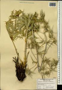 Eryngium billardierei F. Delaroche, South Asia, South Asia (Asia outside ex-Soviet states and Mongolia) (ASIA) (Iran)