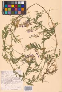 Vicia villosa Roth, Eastern Europe, Lower Volga region (E9) (Russia)