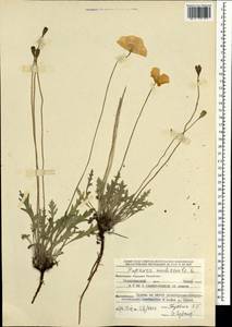 Oreomecon nudicaulis subsp. nudicaulis, Mongolia (MONG) (Mongolia)