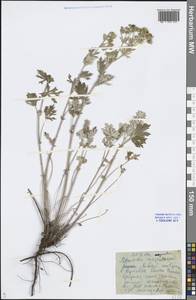 Potentilla argentea L., Eastern Europe, Lower Volga region (E9) (Russia)