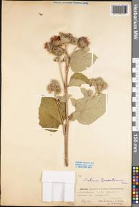 Arctium tomentosum Mill., Eastern Europe, Eastern region (E10) (Russia)