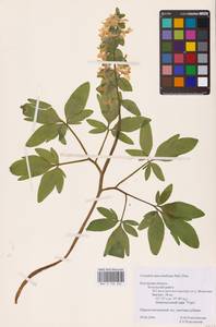 Corydalis cava (L.) Schweigg. & Körte, Eastern Europe, Central region (E4) (Russia)