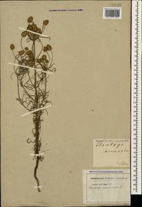 Plantago arenaria Waldst. & Kit., Caucasus, Georgia (K4) (Georgia)