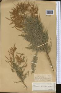 Tamarix hispida Willd., Middle Asia, Muyunkumy, Balkhash & Betpak-Dala (M9) (Kazakhstan)