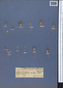 Bromus pumilio (Trin.) P.M.Sm., Middle Asia, Western Tian Shan & Karatau (M3) (Kazakhstan)