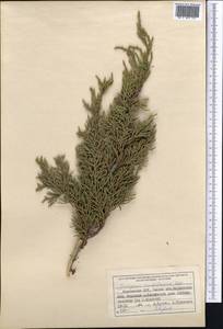 Juniperus pseudosabina Fisch. & C.A.Mey., Middle Asia, Western Tian Shan & Karatau (M3) (Kyrgyzstan)