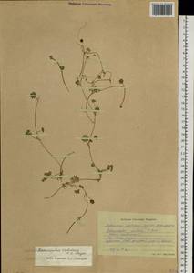 Ranunculus radicans C. A. Mey., Siberia, Altai & Sayany Mountains (S2) (Russia)
