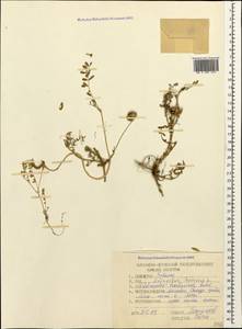 Astragalus hamosus L., Caucasus, Dagestan (K2) (Russia)