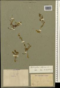 Astragalus alpinus L., Caucasus, Georgia (K4) (Georgia)