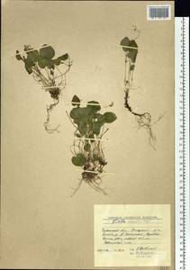 Viola mauritii Tepl., Siberia, Baikal & Transbaikal region (S4) (Russia)