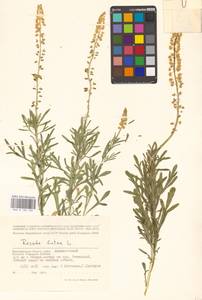 Reseda lutea L., Eastern Europe, Lower Volga region (E9) (Russia)