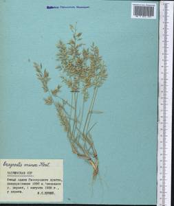 Eragrostis minor Host, Middle Asia, Pamir & Pamiro-Alai (M2) (Tajikistan)