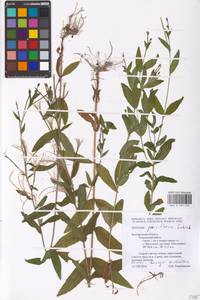 Epilobium parviflorum Schreb., Eastern Europe, Central forest-and-steppe region (E6) (Russia)