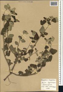 Chrozophora senegalensis (Lam.) A.Juss., Africa (AFR) (Mali)