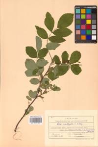 Rosa davurica Pall., Siberia, Russian Far East (S6) (Russia)