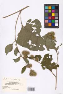 Arctium nemorosum Lej., Eastern Europe, Lower Volga region (E9) (Russia)