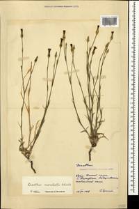 Dianthus marschallii Siskin, Crimea (KRYM) (Russia)