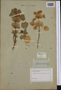 Moluccella spinosa L., Western Europe (EUR) (Not classified)