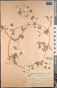 Clematis glauca Willd., Middle Asia, Muyunkumy, Balkhash & Betpak-Dala (M9) (Kazakhstan)