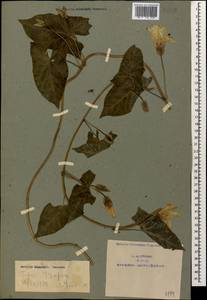 Calystegia silvatica (Kit.) Griseb., Caucasus, Armenia (K5) (Armenia)