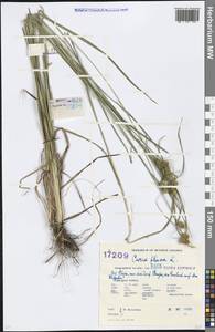 Carex flava L., Eastern Europe, Estonia (E2c) (Estonia)