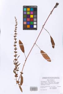 Rumex dentatus L., Eastern Europe, Rostov Oblast (E12a) (Russia)