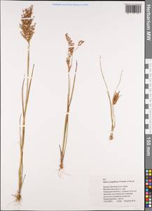 Juncus papillosus Franch. & Sav., Siberia, Russian Far East (S6) (Russia)