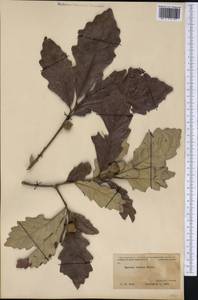 Quercus bicolor Willd., America (AMER) (United States)