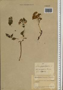 Hylotelephium populifolium (Pall.) H. Ohba, Siberia, Altai & Sayany Mountains (S2) (Russia)