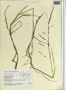Glyceria notata Chevall., Eastern Europe, Central region (E4) (Russia)