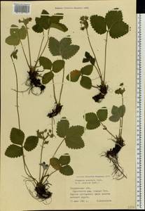 Fragaria moschata Duchesne, Eastern Europe, Eastern region (E10) (Russia)