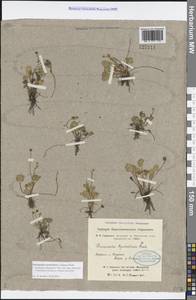 Halerpestes sarmentosus (Adams) Kom., Siberia, Altai & Sayany Mountains (S2) (Russia)