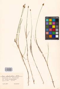 Carex chordorrhiza L.f., Eastern Europe, North-Western region (E2) (Russia)