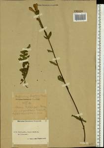 Pedicularis sceptrum-carolinum, Eastern Europe, Central forest region (E5) (Russia)