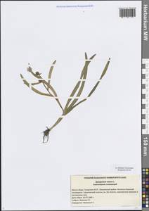 Sparganium natans L., Eastern Europe, Middle Volga region (E8) (Russia)