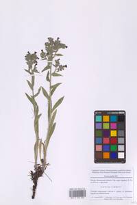 Nonea pulla (L.) DC., Eastern Europe, Moscow region (E4a) (Russia)