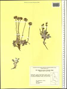 Tephroseris jacutica (Schischk.) Holub, Siberia, Russian Far East (S6) (Russia)