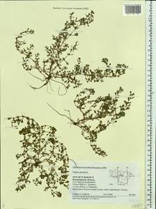 Lythrum portula (L.) D. A. Webb, Eastern Europe, Central region (E4) (Russia)