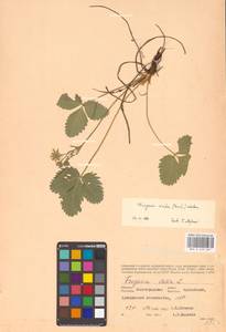 Fragaria viridis Duchesne, Eastern Europe, Lower Volga region (E9) (Russia)